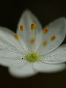 Preview wallpaper trientalis, flower, petals, glitter, macro