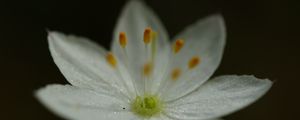 Preview wallpaper trientalis, flower, petals, glitter, macro