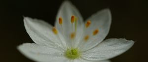 Preview wallpaper trientalis, flower, petals, glitter, macro
