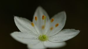 Preview wallpaper trientalis, flower, petals, glitter, macro