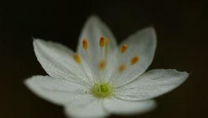 Preview wallpaper trientalis, flower, petals, glitter, macro