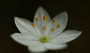 Preview wallpaper trientalis, flower, petals, glitter, macro