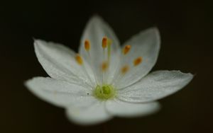 Preview wallpaper trientalis, flower, petals, glitter, macro