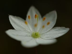 Preview wallpaper trientalis, flower, petals, glitter, macro