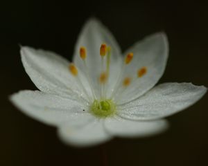 Preview wallpaper trientalis, flower, petals, glitter, macro