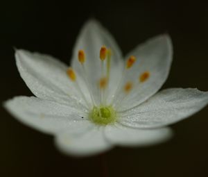 Preview wallpaper trientalis, flower, petals, glitter, macro