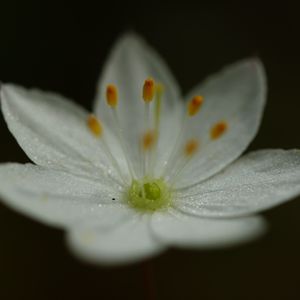 Preview wallpaper trientalis, flower, petals, glitter, macro