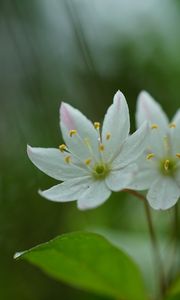 Preview wallpaper trientalis, flower, petals, macro, blur