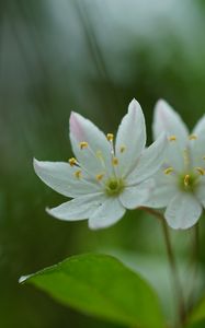 Preview wallpaper trientalis, flower, petals, macro, blur