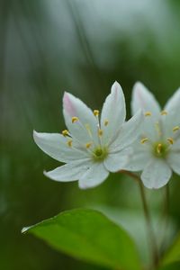 Preview wallpaper trientalis, flower, petals, macro, blur