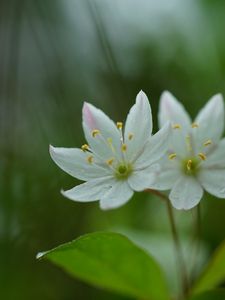 Preview wallpaper trientalis, flower, petals, macro, blur
