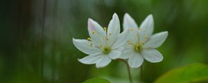 Preview wallpaper trientalis, flower, petals, macro, blur