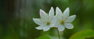 Preview wallpaper trientalis, flower, petals, macro, blur