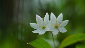 Preview wallpaper trientalis, flower, petals, macro, blur