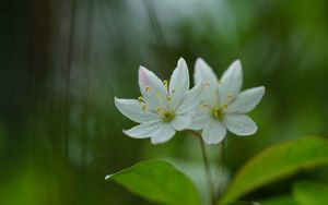 Preview wallpaper trientalis, flower, petals, macro, blur