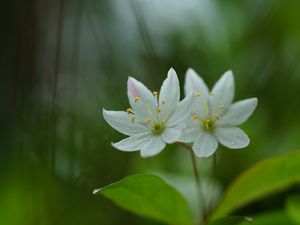 Preview wallpaper trientalis, flower, petals, macro, blur