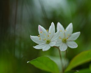 Preview wallpaper trientalis, flower, petals, macro, blur