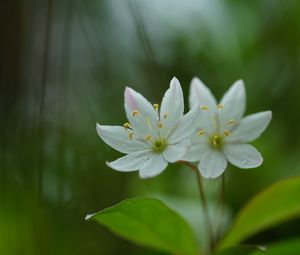 Preview wallpaper trientalis, flower, petals, macro, blur