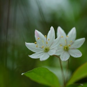 Preview wallpaper trientalis, flower, petals, macro, blur