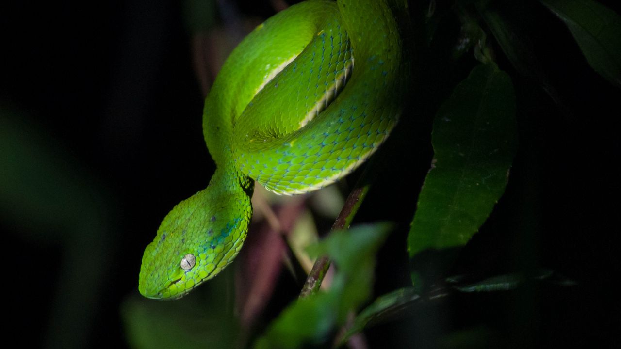 Wallpaper trimeresurus albolabris, snake, wildlife, blur