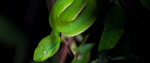 Preview wallpaper trimeresurus albolabris, snake, wildlife, blur