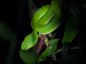 Preview wallpaper trimeresurus albolabris, snake, wildlife, blur