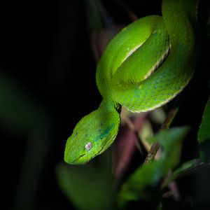 Preview wallpaper trimeresurus albolabris, snake, wildlife, blur