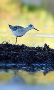 Preview wallpaper tringa, bird, water, blur