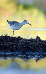 Preview wallpaper tringa, bird, water, blur