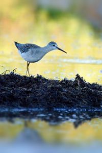 Preview wallpaper tringa, bird, water, blur