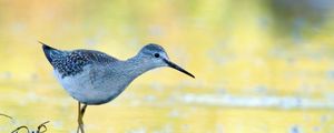 Preview wallpaper tringa, bird, water, blur