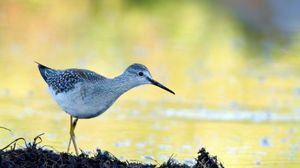 Preview wallpaper tringa, bird, water, blur