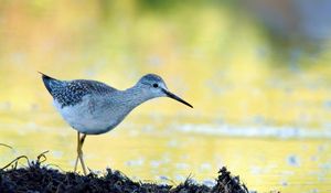 Preview wallpaper tringa, bird, water, blur
