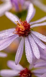 Preview wallpaper tripolium, flower, petals, drops, macro, blur