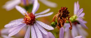 Preview wallpaper tripolium, flower, petals, drops, macro, blur