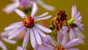 Preview wallpaper tripolium, flower, petals, drops, macro, blur