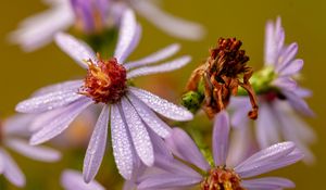 Preview wallpaper tripolium, flower, petals, drops, macro, blur