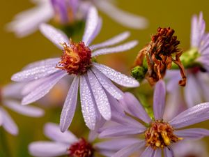 Preview wallpaper tripolium, flower, petals, drops, macro, blur