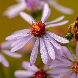 Preview wallpaper tripolium, flower, petals, drops, macro, blur