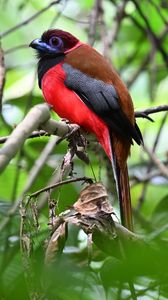Preview wallpaper trogon, bird, feathers, branches, leaves, nature
