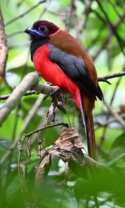 Preview wallpaper trogon, bird, feathers, branches, leaves, nature