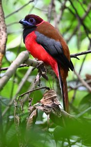Preview wallpaper trogon, bird, feathers, branches, leaves, nature