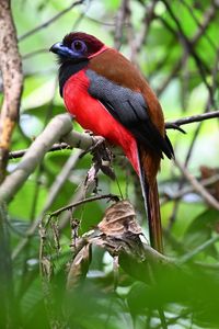 Preview wallpaper trogon, bird, feathers, branches, leaves, nature