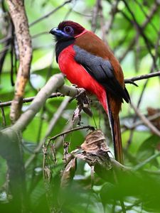 Preview wallpaper trogon, bird, feathers, branches, leaves, nature