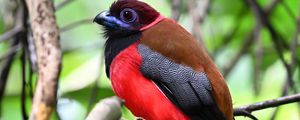 Preview wallpaper trogon, bird, feathers, branches, leaves, nature