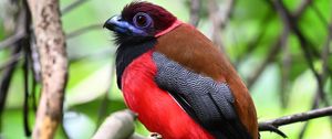 Preview wallpaper trogon, bird, feathers, branches, leaves, nature
