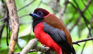 Preview wallpaper trogon, bird, feathers, branches, leaves, nature