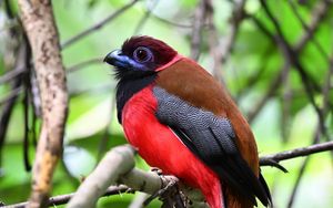 Preview wallpaper trogon, bird, feathers, branches, leaves, nature