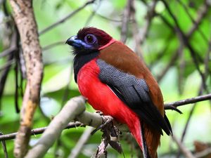 Preview wallpaper trogon, bird, feathers, branches, leaves, nature
