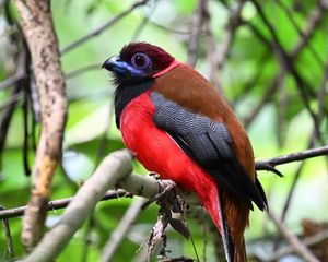 Preview wallpaper trogon, bird, feathers, branches, leaves, nature